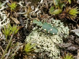 Le Tavole del Forum. Tav. I   Col. Carabidae Cicindelinae